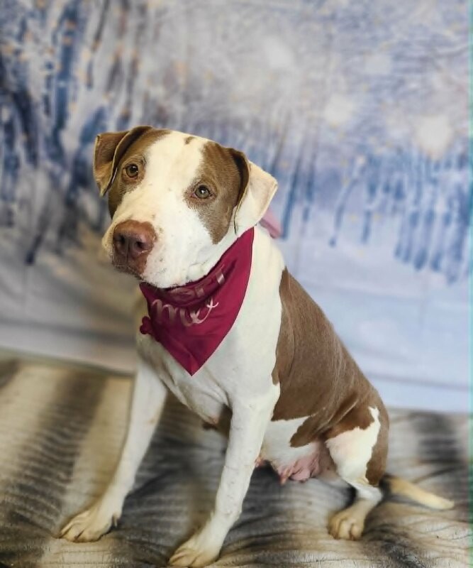 Picture of the Animal Listed